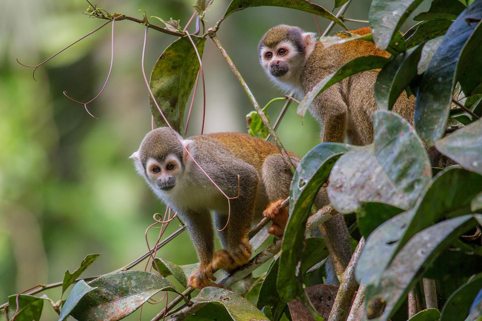 La Selva Eco-Lodge & Retreat Providencia 외부 사진